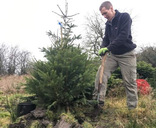 Planting young Christmas tree in back fields